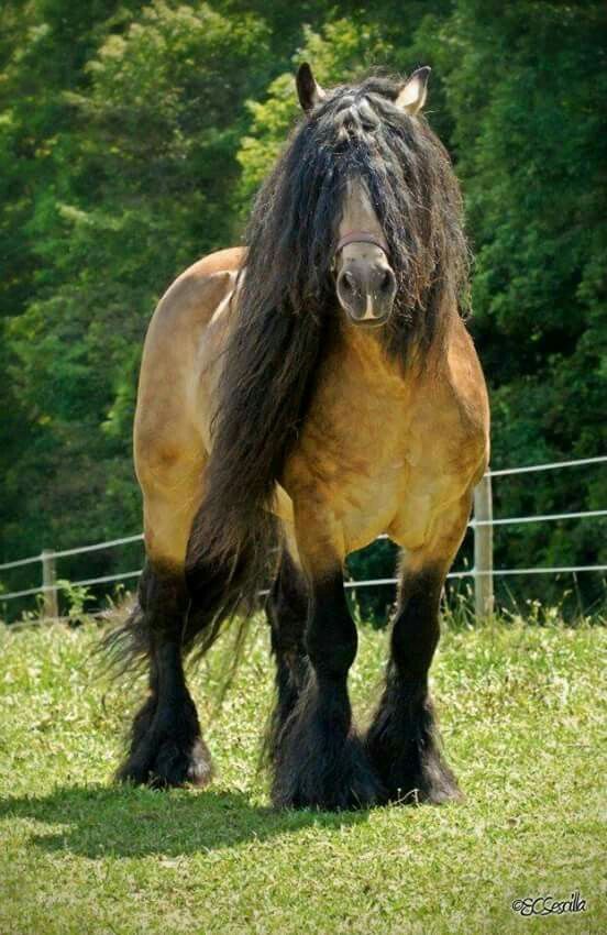 Buckskin Draft Horse